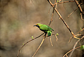 Golden-fronted Leafbird,Cambodia