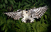 Downy Woodpecker in Flight