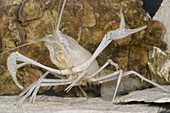 Florida Cave Crayfish