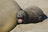 Northern Elephant Seal Pup