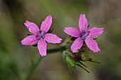 Deptford Pinks (Dianthus armeria)