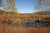 Great Cedar Swamp in autumn