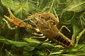 Pond Crayfish (Procambaris acutus)