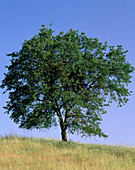 Blue Oak