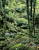 Woodland scene in Ireland