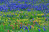 Texas wildflowers