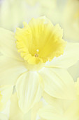 Daffodil