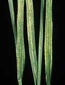 Wheat streak mosaic virus (WSMV)