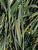 Black stem rust (Puccinia graminis)