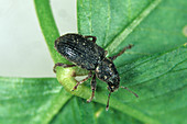 Weevil (Sitona hispidus)