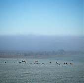 Sheep grazing in frosty pasture