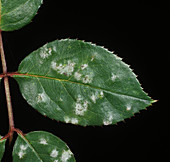 Powdery mildew (Sphaerotheca pannosa)