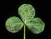 Black blotch dark spots on clover leaf