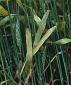 Brown rust infection