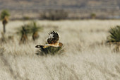 Northern Harrier