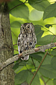 Eastern Screech Owl