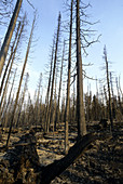 Burned Pine Trees,Yellowstone NP