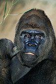 Lowland Gorilla (Gorilla gorilla) male