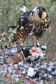 Peregrine Falcon Eating