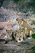 Lioness with cubs