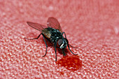 House fly