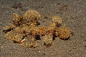 Nudibranch and Shrimp