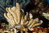 Aeolid Nudibranch