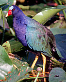 Purple Gallinule (Porphyrio martinica)