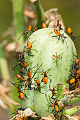 Leaf-footed Bug nymphs
