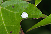 Scale Insect