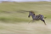 Plains Zebras In Motion