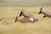 Topi Running Through Tall Grass
