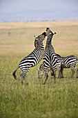 Plains Zebra Stallions Fighting