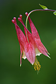 Wild Columbine Flower
