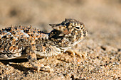 Desert horned lizard