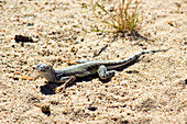 Zebra-tailed lizard