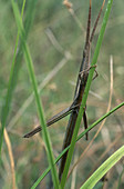 Stick Grasshopper