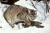 Bobcat with captured Ruffed Grouse