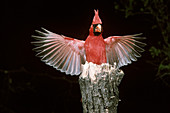 Cardinal with wings spread