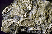 Fossil Echinoderms
