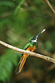 Rufus-tailed Jacamar (Galbula ruficauda)