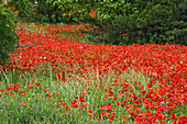 Hybrid Poppy Flowers