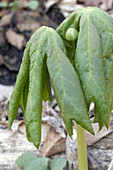 Mayapple