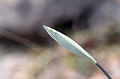 Solomon's Seal