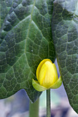 Lesser Celandine