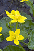 Marsh Marigold