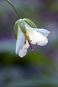 Toothwort