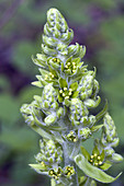 False Hellebore