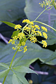 Meadow Parsnip