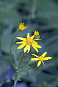 Golden Ragwort